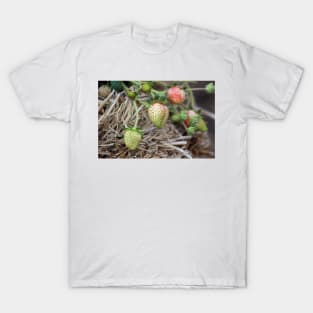 Ripening Strawberries Photograph T-Shirt